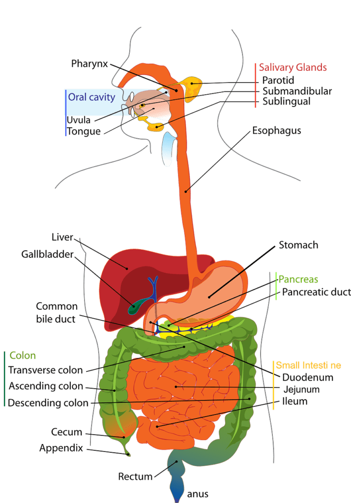 Digestive